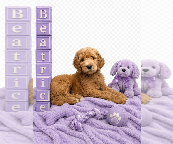 Medium Photo #1 Goldendoodle Puppy For Sale in SAINT CLOUD, MN, USA