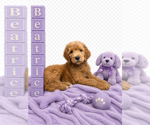 Goldendoodle Puppy for Sale in SAINT CLOUD, Minnesota USA
