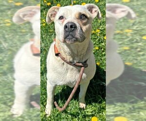 American Staffordshire Terrier-Labrador Retriever Mix Dogs for adoption in Ogden, UT, USA