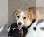 Small #2 Corgi-Aussie