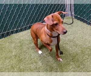 Chihuahua-Unknown Mix Dogs for adoption in Downey, CA, USA