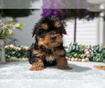 Small #1 Yorkshire Terrier