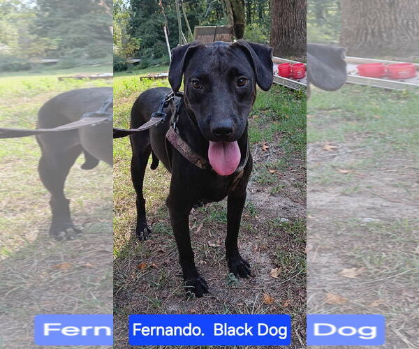 Medium Photo #4 Labrador Retriever-Unknown Mix Puppy For Sale in Farmerville, LA, USA