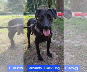Fernando - Male Labrador Retriever-Unknown Mix Dog for Adoption - Photo #4