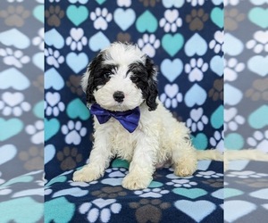 Miniature Bernedoodle Puppy for sale in OXFORD, PA, USA