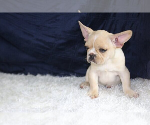 Medium Photo #2 French Bulldog Puppy For Sale in COCONUT GROVE, FL, USA