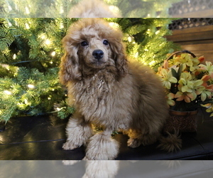 Poodle (Toy) Puppy for sale in DULUTH, GA, USA