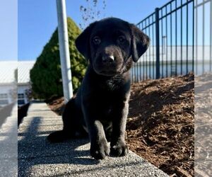 Labrador Retriever Puppy for sale in GREENCASTLE, PA, USA