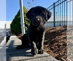 Small Labrador Retriever