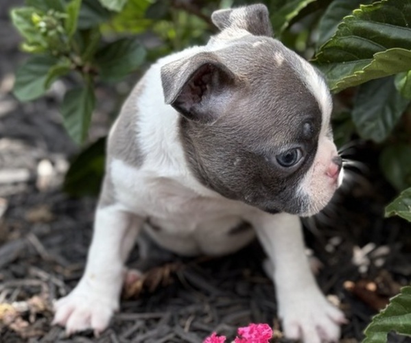 Medium Photo #1 Boston Terrier Puppy For Sale in HICKORY, NC, USA