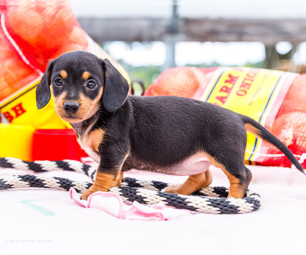 Medium Photo #3 Dachshund Puppy For Sale in WAKARUSA, IN, USA