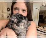 Small #2 Poochon