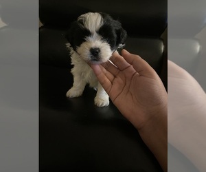 Zuchon Puppy for sale in CHICAGO, IL, USA