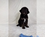 Small #4 Golden Shepherd