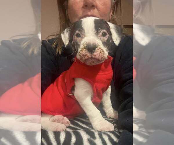 Medium Photo #4 Mutt Puppy For Sale in New York, NY, USA