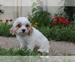 Small #4 Cavapoo
