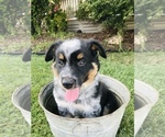 Small Photo #3 Australian Cattle Dog-Border Collie Mix Puppy For Sale in CENTRALIA, IL, USA