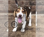 Small Photo #2 Beagle Puppy For Sale in MUSTANG, OK, USA