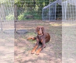 Small Photo #1 Doberman Pinscher-Mastiff Mix Puppy For Sale in BRANTLEY, AL, USA