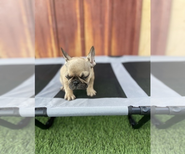 Medium Photo #14 French Bulldog Puppy For Sale in OCEANSIDE, CA, USA