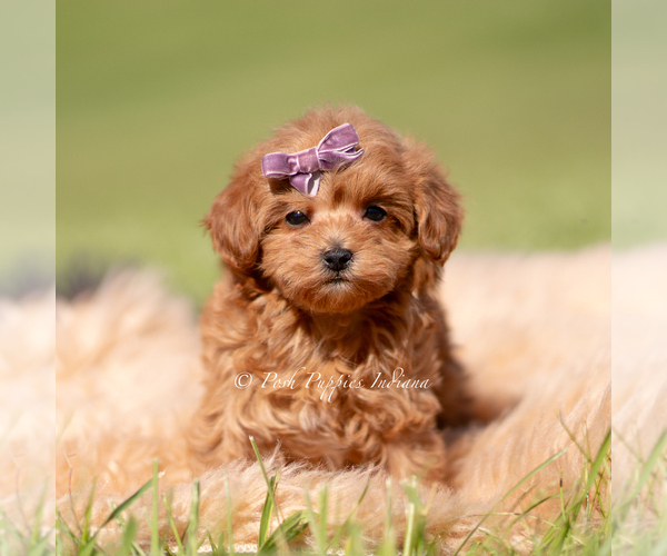 Medium Photo #5 Maltipoo (Miniature) Puppy For Sale in WARSAW, IN, USA