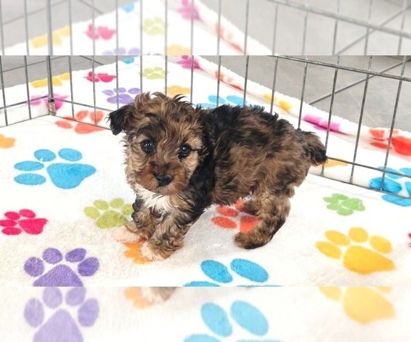 Medium Photo #9 Yorkipoo Puppy For Sale in ORO VALLEY, AZ, USA