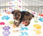 Small #8 Yorkipoo