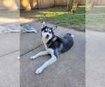 Small Photo #2 Siberian Husky Puppy For Sale in SPRINGFIELD, OH, USA