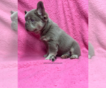 Summer - Female French Bulldog Puppy for Sale - Photo #4