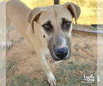 Small Photo #4 Labrador Retriever-Unknown Mix Puppy For Sale in Washington, DC, USA