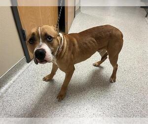 American Pit Bull Terrier-Unknown Mix Dogs for adoption in Modesto, CA, USA