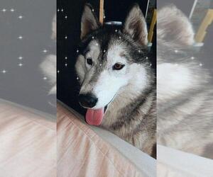 Mother of the Siberian Husky puppies born on 02/10/2021