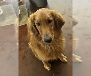 Golden Retriever Dogs for adoption in San Diego , CA, USA