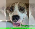 Small #5 American Staffordshire Terrier Mix