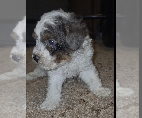 Medium Photo #10 Poodle (Toy) Puppy For Sale in DYERSBURG, TN, USA
