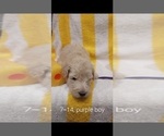 Small Photo #25 Bordoodle Puppy For Sale in COPPERAS COVE, TX, USA