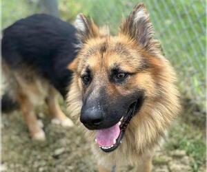 German Shepherd Dog Dogs for adoption in Tulsa, OK, USA