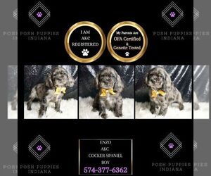 Cocker Spaniel Puppy for sale in WARSAW, IN, USA