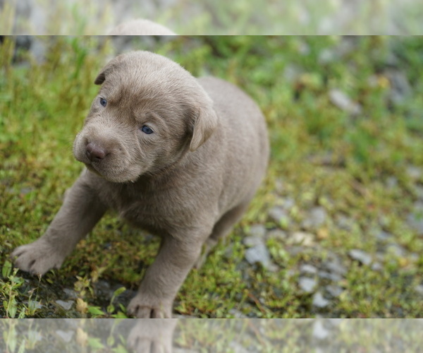 Medium Photo #9 Labrador Retriever Puppy For Sale in GREENEVILLE, TN, USA