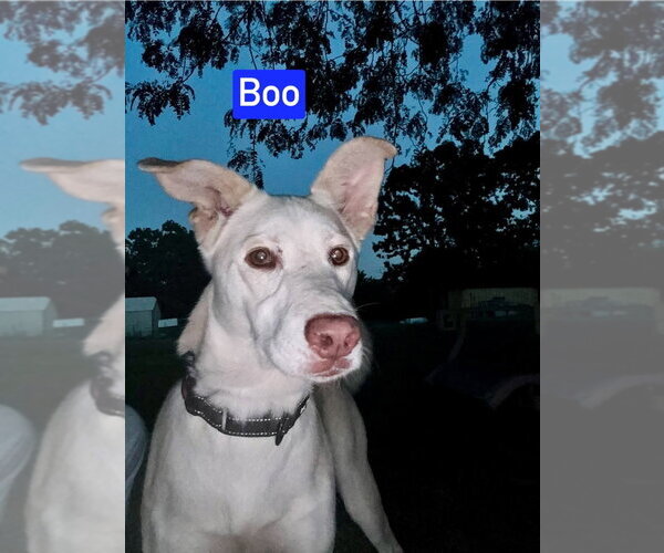 Medium Photo #6 Mutt Puppy For Sale in Foristell, MO, USA