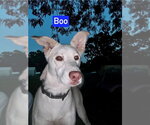 Small Photo #6 Mutt Puppy For Sale in Foristell, MO, USA