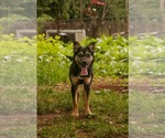 Small #4 Mutt
