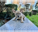 Small #140 French Bulldog