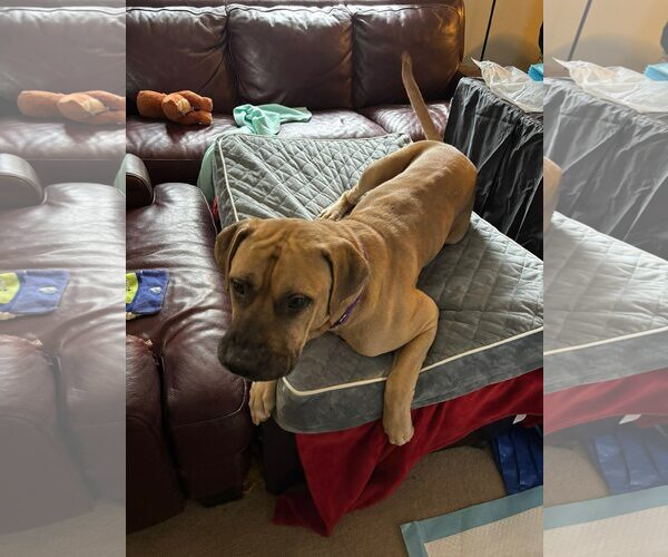 Medium Photo #3 Mastiff-Unknown Mix Puppy For Sale in Dallas, TX, USA