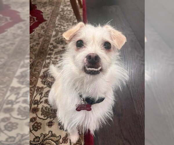 Medium Photo #3 Mutt Puppy For Sale in Davis, CA, USA