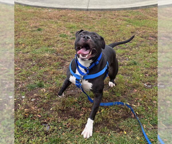Medium Photo #1 American Pit Bull Terrier-Unknown Mix Puppy For Sale in Boston, MA, USA