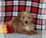 Small Photo #5 Labradoodle-Poodle (Miniature) Mix Puppy For Sale in CHRISTIANA, PA, USA