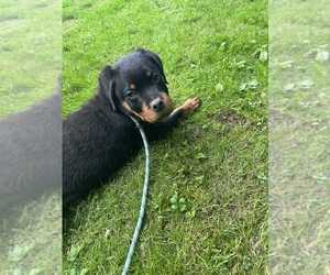 Rottweiler Puppy for sale in COLCHESTER, CT, USA