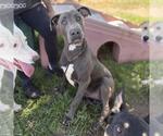 Small Great Dane Mix