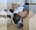 Small #4 American Pit Bull Terrier-Saint Bernard Mix